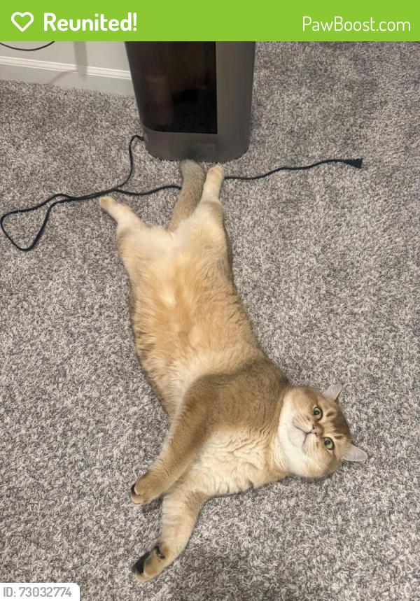 Reunited Male Cat last seen Near Highland Rdg Cir, Homer Glen, IL 60441, США, Homer Glen, IL 60441