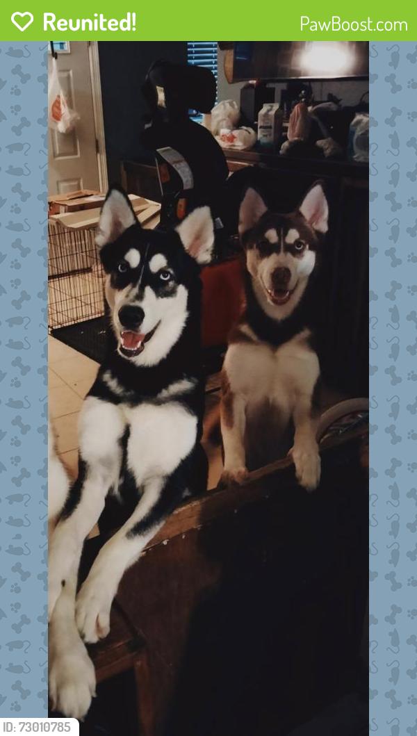 Reunited Female Dog last seen Trenton, 2nd st , McAllen, TX 78501