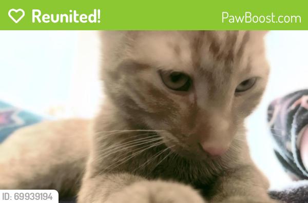 Reunited Male Cat last seen glendale heights, Glendale Heights, IL 60139
