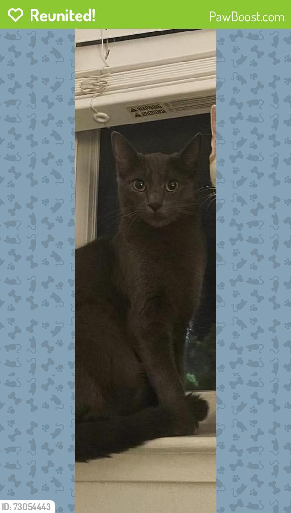 Reunited Female Cat last seen 7th street and Taylor street , San Jose, CA 95112