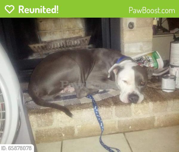 Reunited Male Dog last seen Stassney Ln., Austin, TX 78745