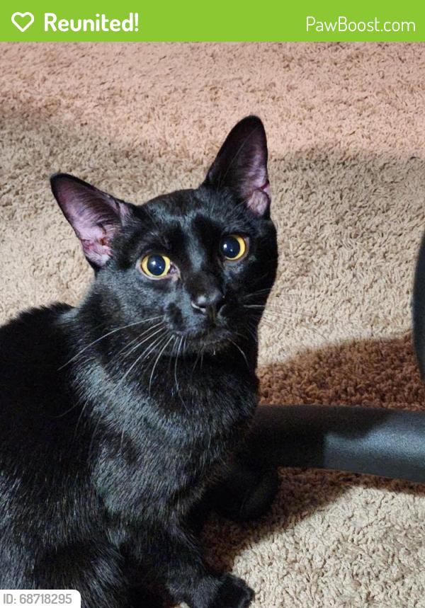 Reunited Male Cat last seen Rigert and Bryan Way, Beaverton, OR 97007