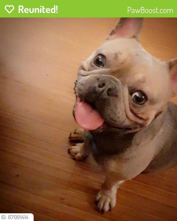 Reunited Male Dog last seen Dollar Tree, Quincy Ave, Quincy MA, Quincy, MA 02169