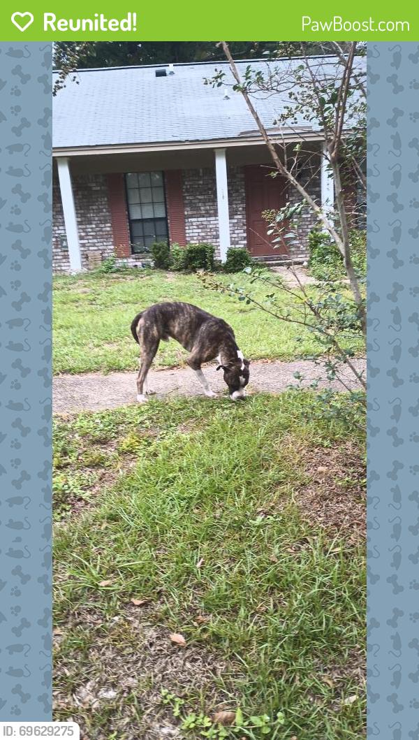 Reunited Male Dog last seen Deborah Drive Pensacola Florida 32514, Pensacola, FL 32514