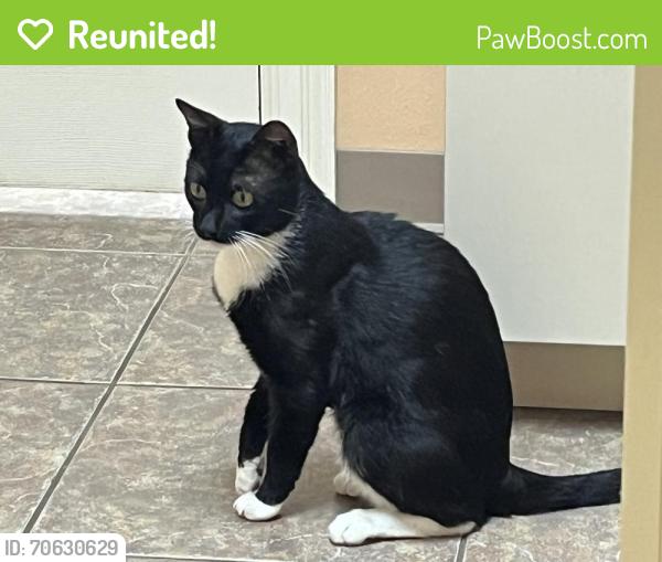Reunited Male Cat last seen Baker/Inwood, Tomball, TX 77375