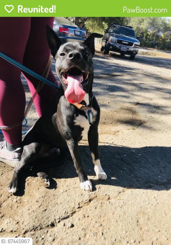 Reunited Male Dog last seen Oakes dr, Hayward, CA 94542