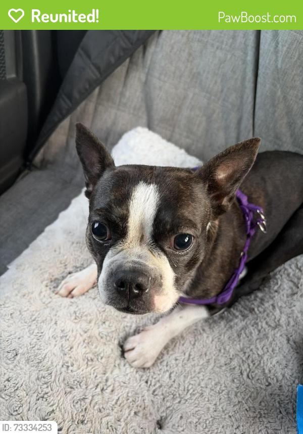Reunited Female Dog last seen 34th ave N and 16th st N, St. Petersburg, FL 33704