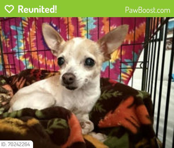 Reunited Male Dog last seen Brandyridge & Galesburg, San Antonio, TX 78250