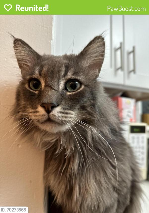 Reunited Male Cat last seen Near S 1300 E across from Sinclair gas station, Salt Lake City, UT 84105