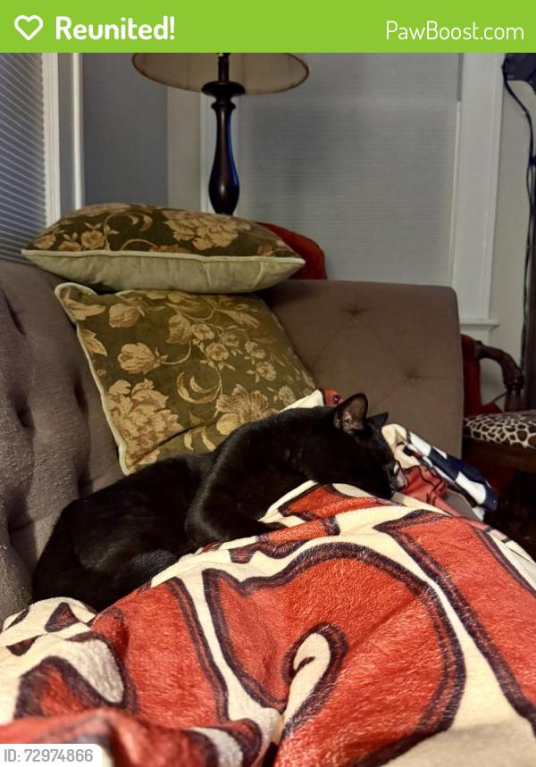 Reunited Male Cat last seen Back yard of 721 Maryland Ave Norfolk VA, Norfolk, VA 23508