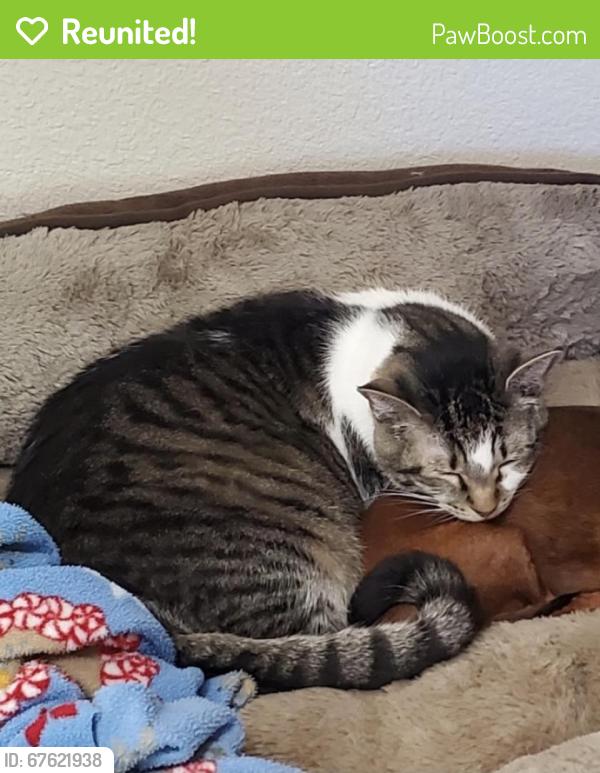 Reunited Male Cat last seen South Denton Animal hosp, Denton, TX 76210