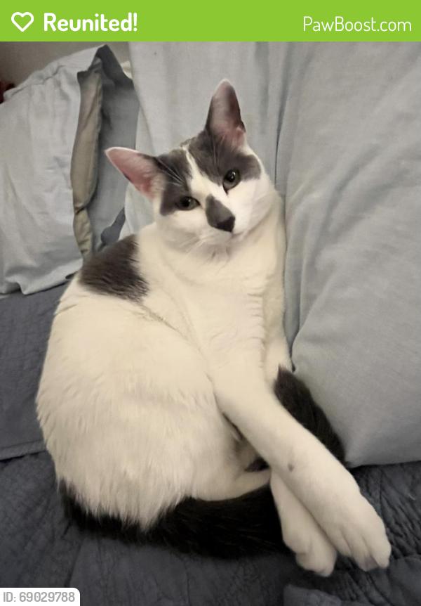 Reunited Female Cat last seen glenbrook dr and e jefferson ave, Des Moines, IA 50316