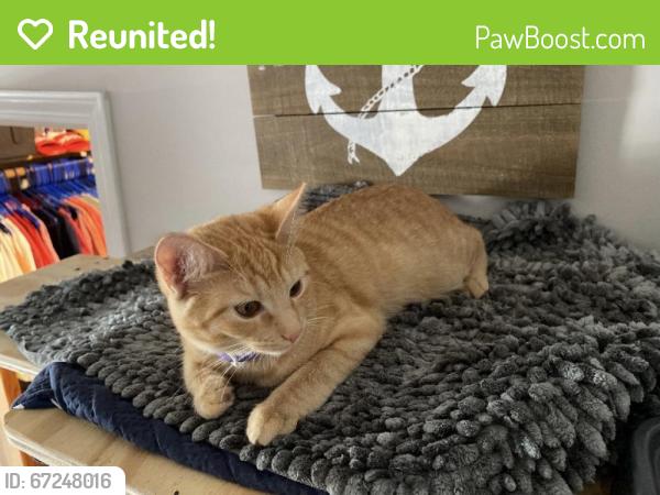 Reunited Female Cat last seen Near Liberty Street, Kansas City, MO, USA, Kansas City, MO 64101