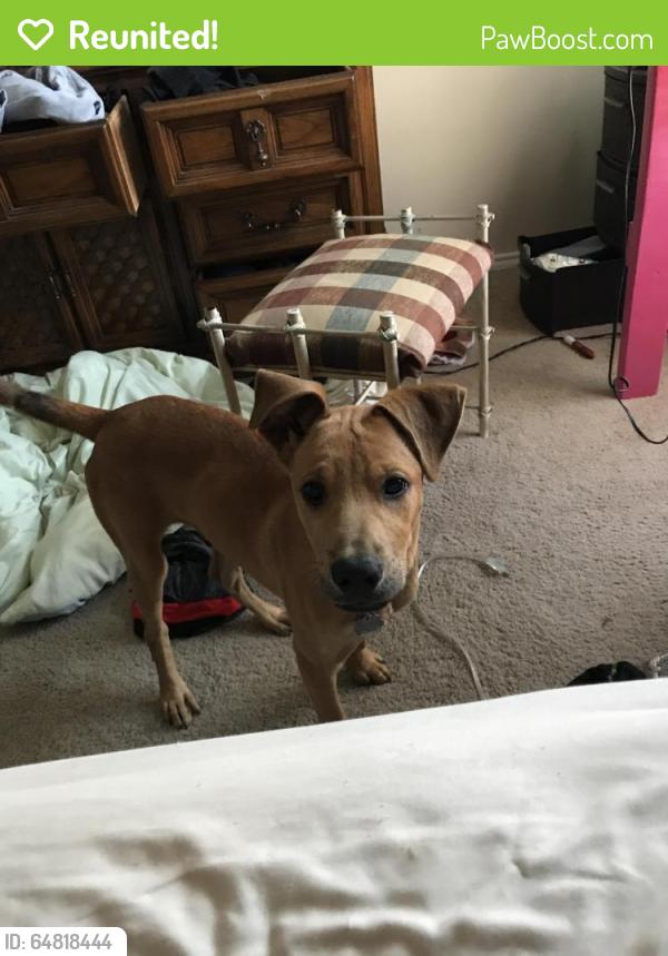 Reunited Male Dog last seen Near Preston St & O Neill St, Corpus Christi, TX 78418