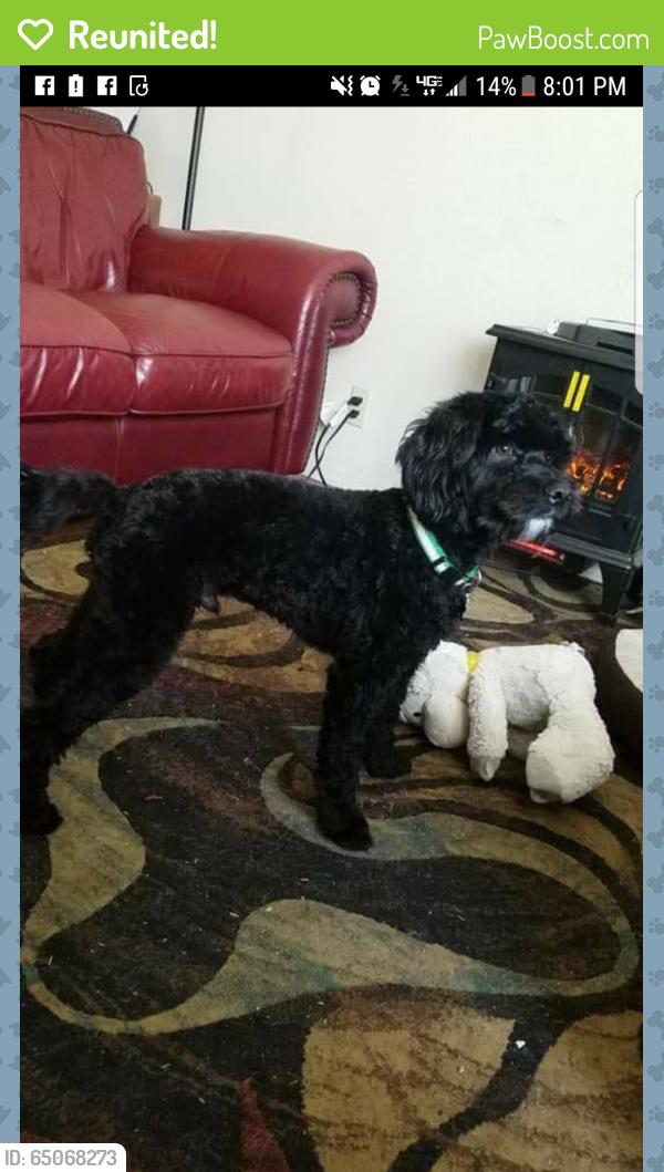 Reunited Male Dog last seen Near W Yale Ct & S Joyce St, Boise, ID 83706
