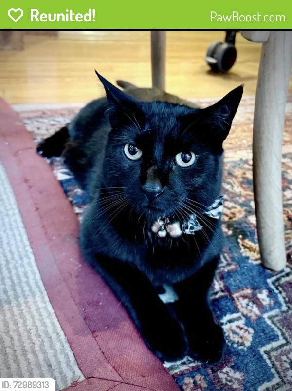 Reunited Male Cat last seen Soundview Dr. and Shore Dr. in the Bay Hills Neighborhood , Huntington, NY 11743