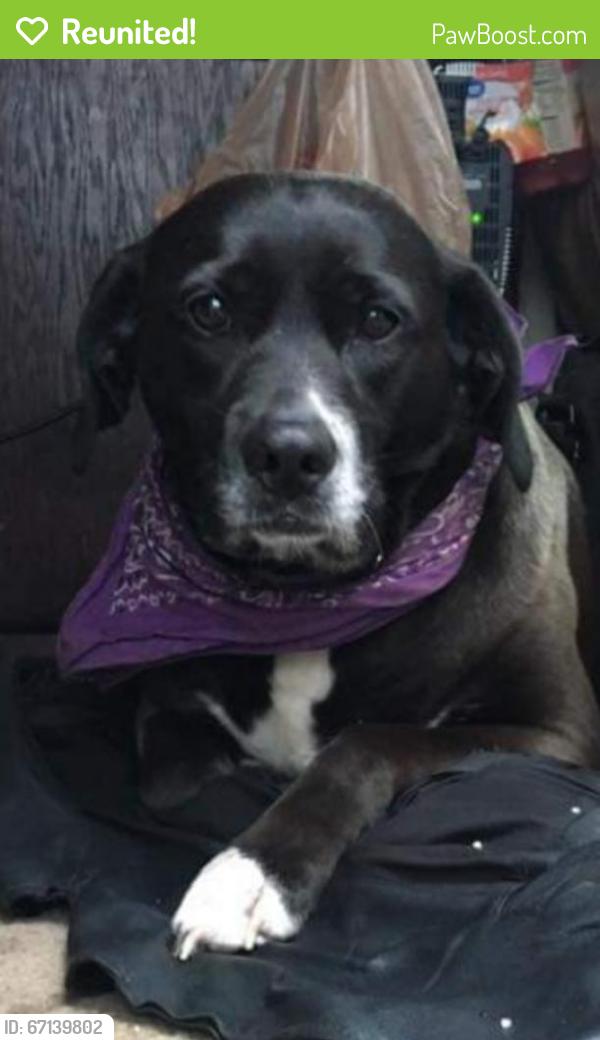 Reunited Female Dog last seen Near 17th St, San Francisco, CA 94103, San Francisco, CA 94103