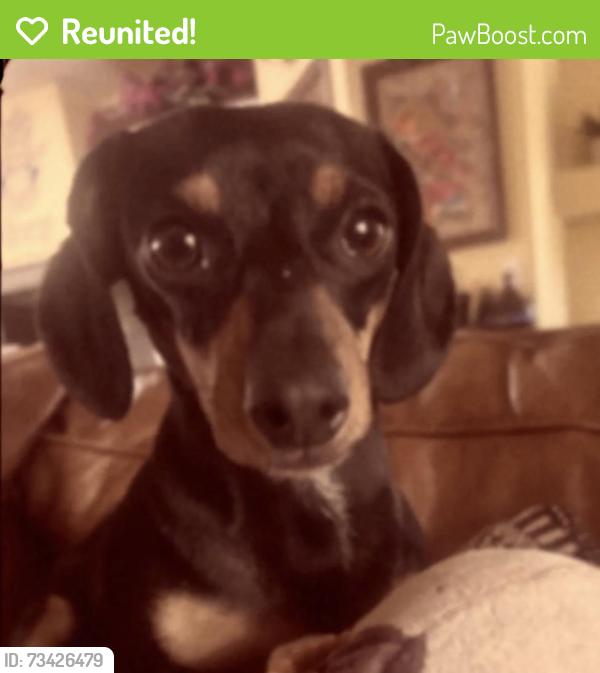 Reunited Female Dog last seen Lomita blvd and cypress st, Lomita, CA 90717