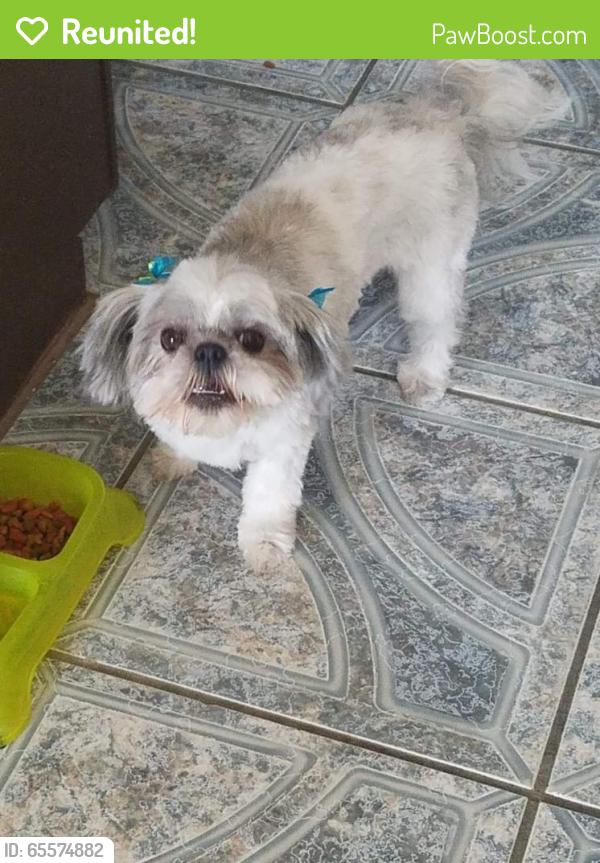 Reunited Female Dog last seen Near Caballo Lake Dr & Pebble Hills Blvd, El Paso, TX 79936