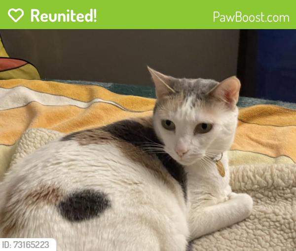 Reunited Female Cat last seen NE of Windward Circle, Los Angeles, CA 90291