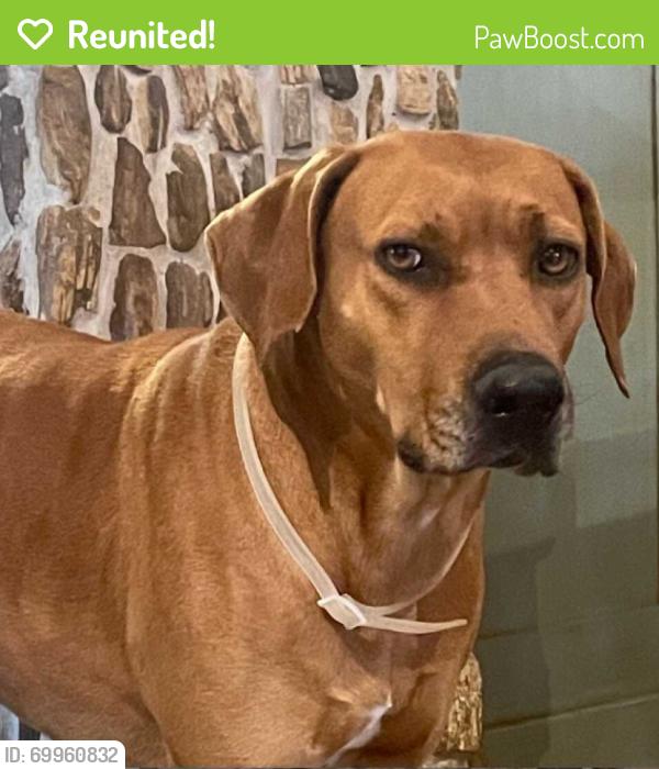 Reunited Female Dog last seen Hurta Lane, LaFountain in NE Brazos County, Brazos County, TX 77808