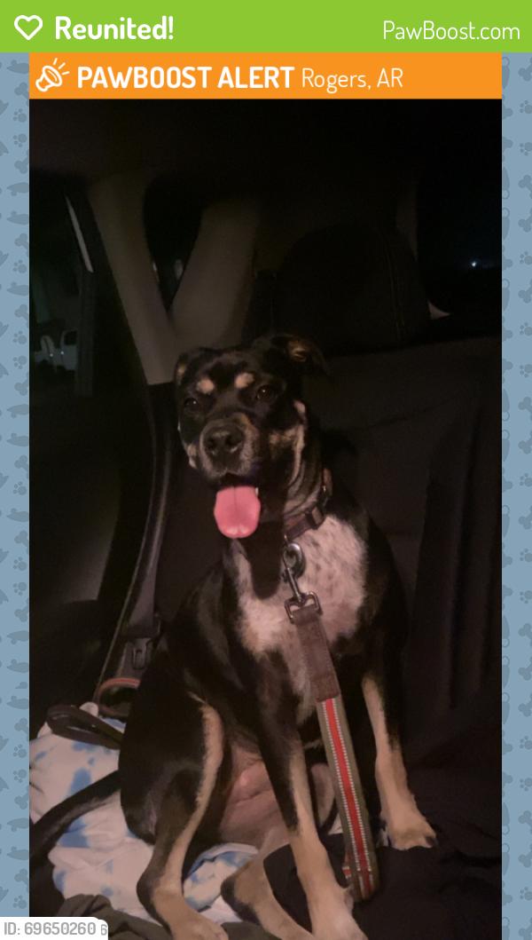 Reunited Female Dog last seen Double tree apmts, Rogers, AR 72756