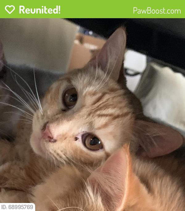 Reunited Male Cat last seen Near Highway 39 and Old Moore Rd, Selma, NC 27576