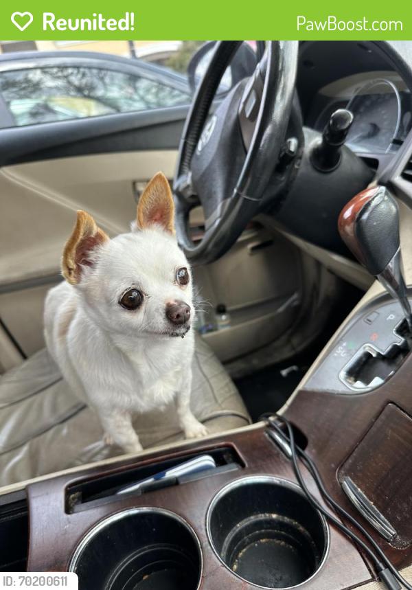 Reunited Female Dog last seen West Leland and Wood Hill. , Pittsburg, CA 94565
