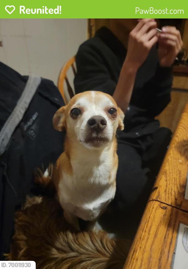 Reunited Male Dog last seen Near N Walnut Rd, Las Vegas, NV 89115, USA, Las Vegas, NV 89115