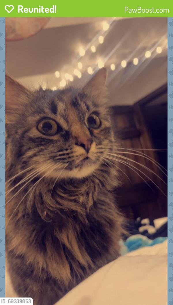 Reunited Female Cat last seen 58th & 1st ave South, Minneapolis, MN 55419