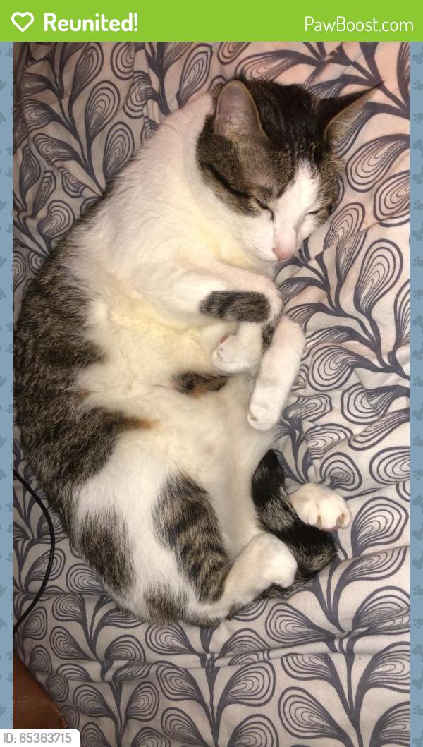 Reunited Male Cat last seen Near Travis St & N Haskell Ave, Dallas, TX 75204