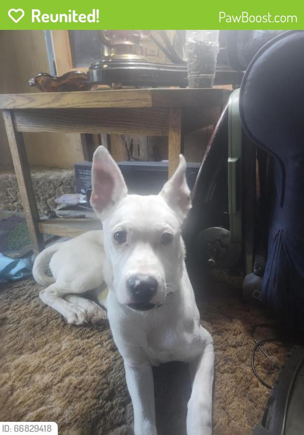 Reunited Male Dog last seen Boulder lane, Twin Peaks, CA 92391