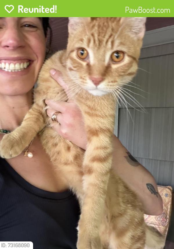 Reunited Male Cat last seen N Albina Ave and Watt St, Portland, OR 97217