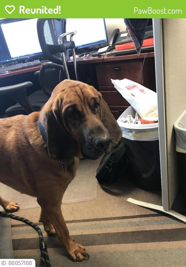 Reunited Male Dog last seen Near waggnors gap rd, Carlisle, PA 17013