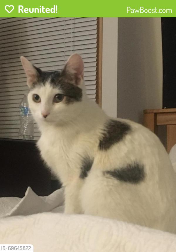 Reunited Female Cat last seen Oakton Road, Pewaukee, WI 53072