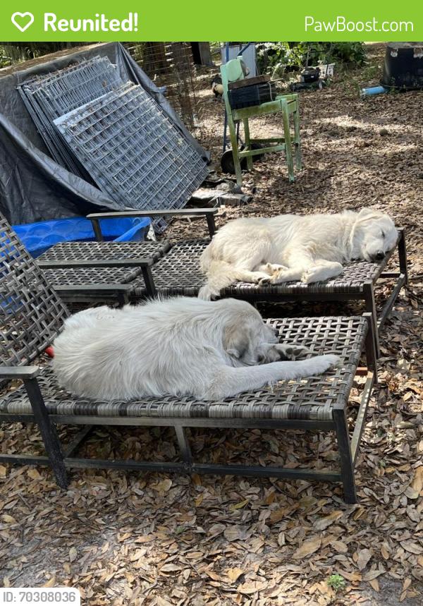 Reunited Male Dog last seen Knights Griffin and Highway 39, Plant City, FL 33565