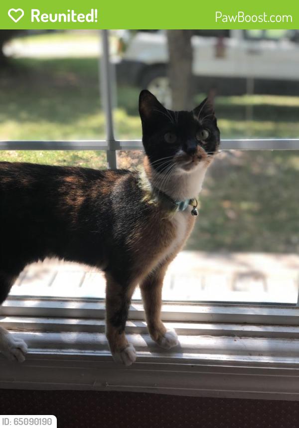 Reunited Female Cat last seen Near Rice Rd & Pine Forest Rd, Spartanburg, SC 29303