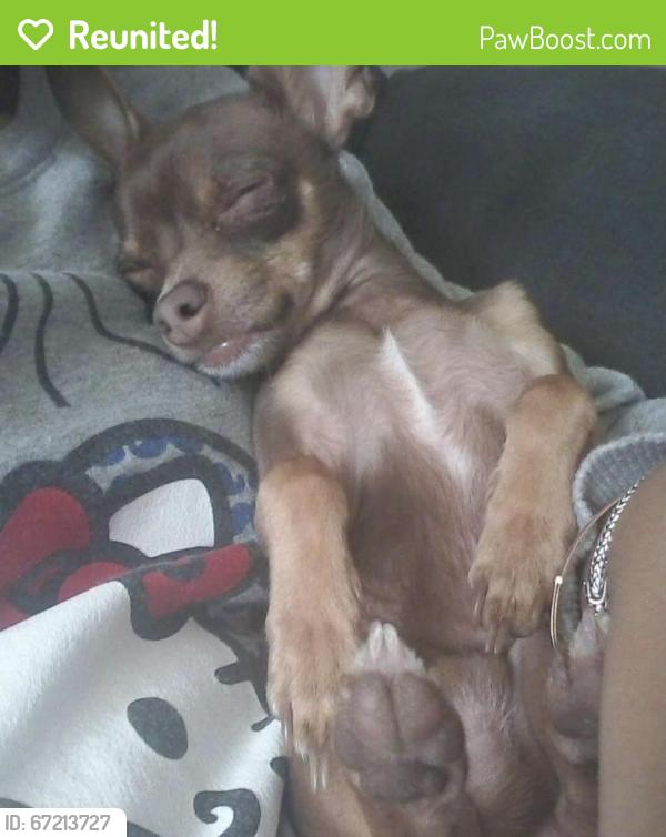 Reunited Male Dog last seen 75th Ave missouri, Phoenix, AZ 85013