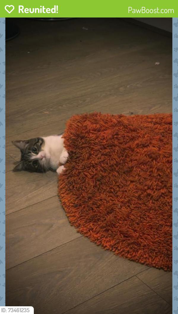 Reunited Female Cat last seen Cheesy chicken, Greater London, England RM10 8GJ