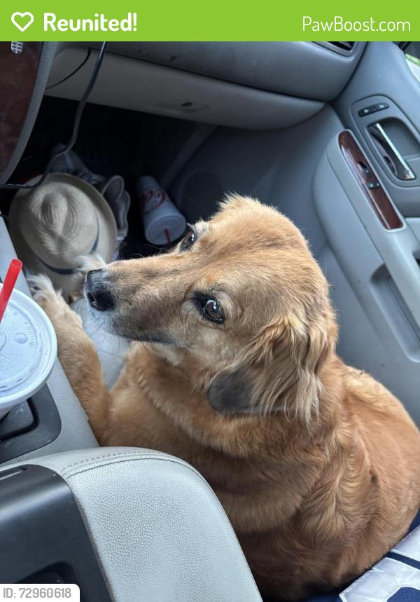 Reunited Female Dog last seen 3rd ave n., Texas City, TX 77590