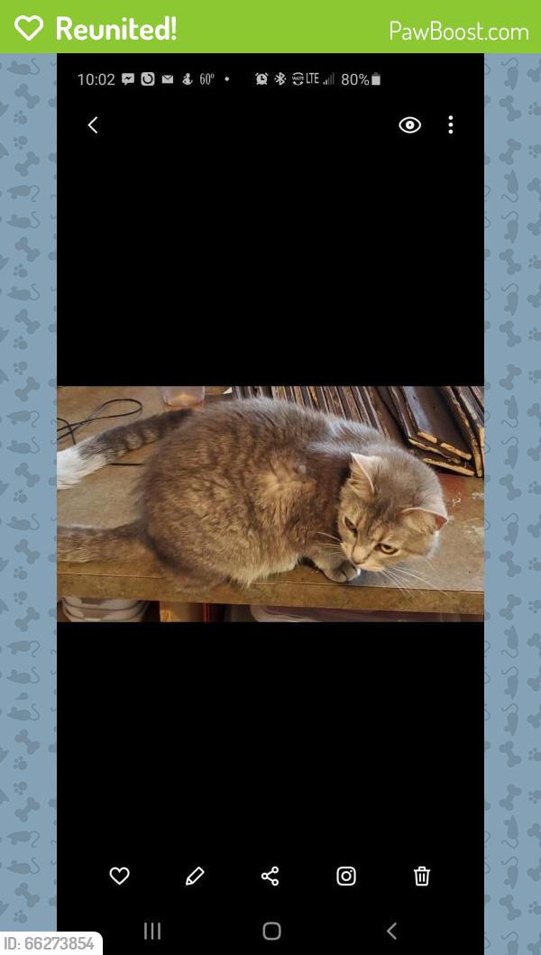Reunited Female Cat last seen Liberty and Cleveland , Hamilton, OH 45013