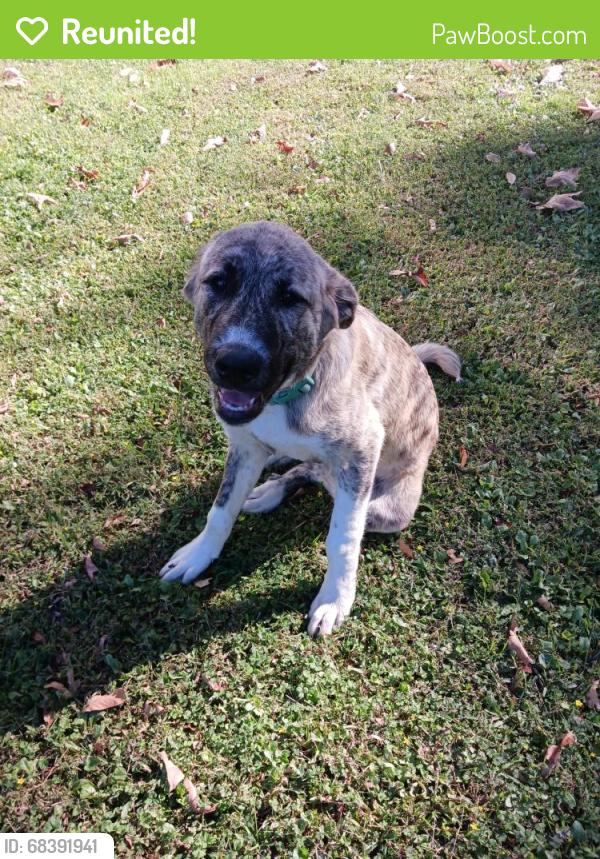 Reunited Male Dog last seen Near campbell rd and hwy 41, Tunnel Hill, GA 30755