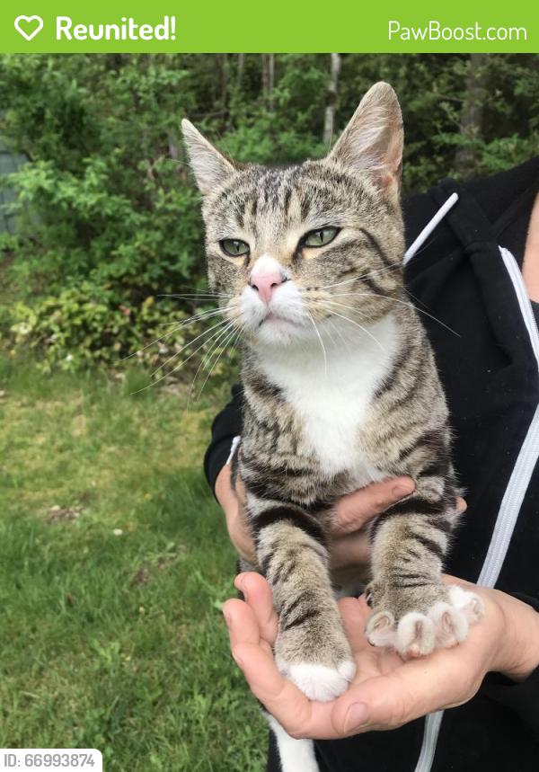 Reunited Female Cat last seen Meridian, Graham, WA 98338
