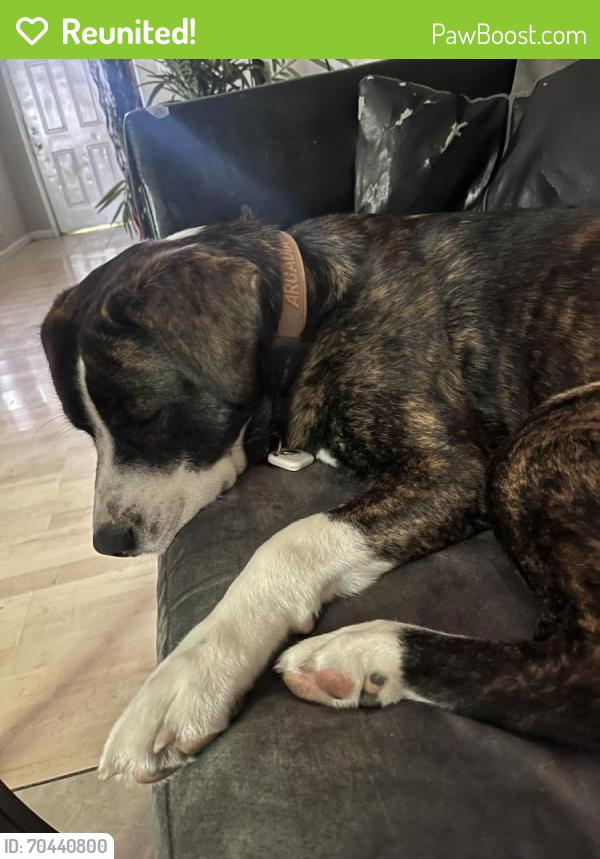Reunited Male Dog last seen sundersville rd, Nashville, TN 37138