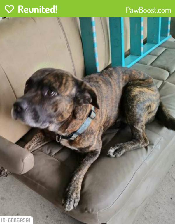 Reunited Male Dog last seen Spencer Hwy at Red Bluff, Pasadena,Tx 77505, Pasadena, TX 77505
