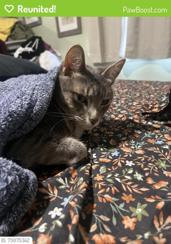 Reunited Male Cat last seen West valley high school , Spokane Valley, WA 99212