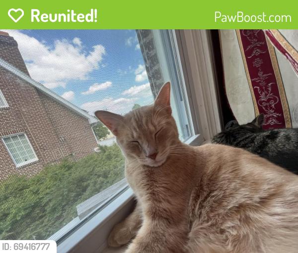 Reunited Male Cat last seen Marshall and Windermere ave , Upper Darby, PA 19026
