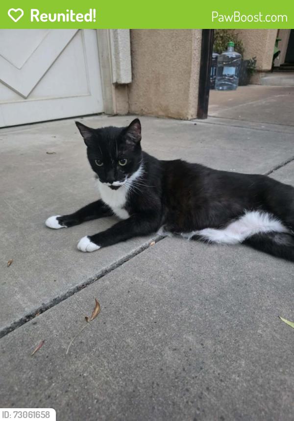Reunited Male Cat last seen Mountain hse, Mountain House, CA 94514