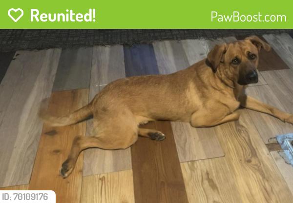 Reunited Male Dog last seen Cleveland hwy / Dawnvile/ bowling alley, Dalton, GA 30721
