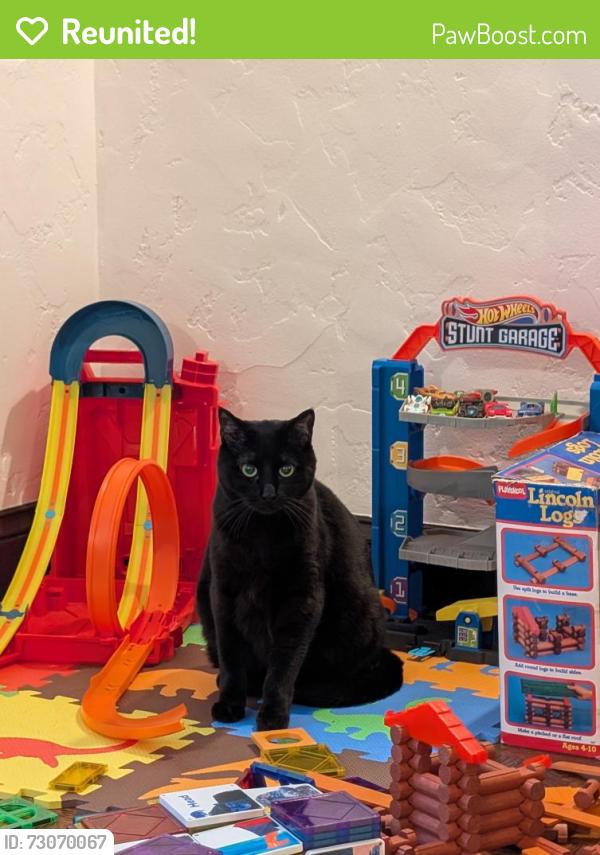 Reunited Female Cat last seen 17th Ave & Lake Street, San Francisco, CA 94121